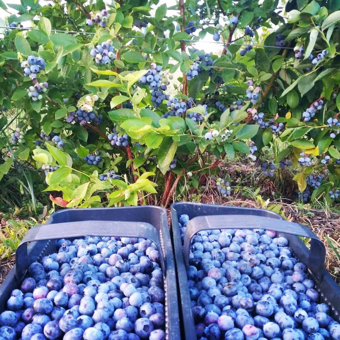 Čerstvo nazbierané čučoriedky na plantáži Ekosad